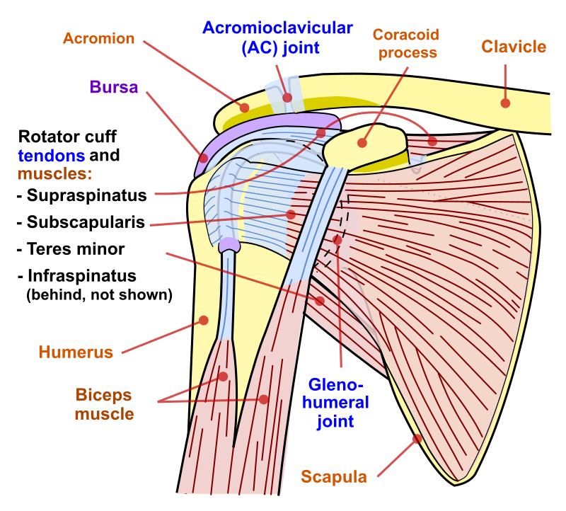 болки в рамото - анатомия