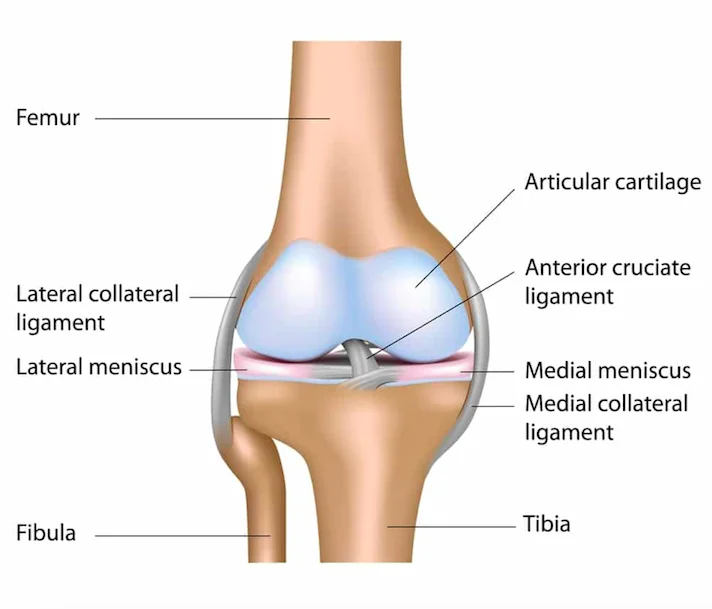 анатомия на коляно